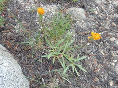 Raillardella scaposa