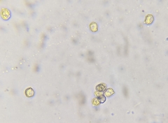 Nitida