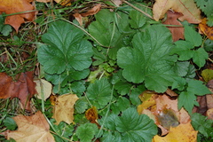 Geum macrophyllum