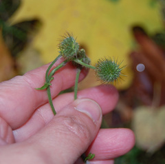 Geum macrophyllum