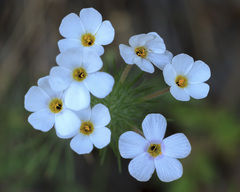 Leptosiphon montanus