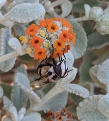 Copestylum fornax