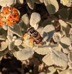 Copestylum fornax