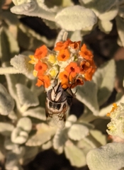 Copestylum fornax