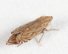 Flexamia clayi