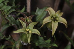 Jaborosa reflexa