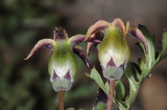 Jaborosa reflexa