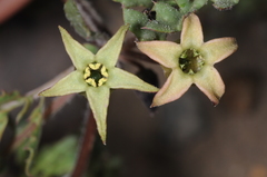 Jaborosa reflexa