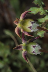 Jaborosa reflexa