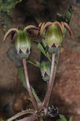 Jaborosa reflexa