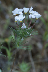 Leptosiphon montanus