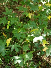 Liquidambar styraciflua
