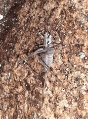 Antaxius spinibrachius