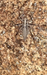 Antaxius spinibrachius