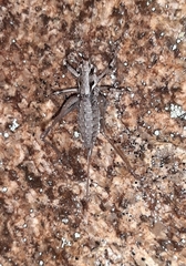 Antaxius spinibrachius