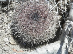 Mammillaria hutchisoniana