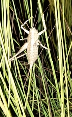 Thyreonotus bidens