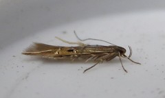 Cosmopterix fernaldella