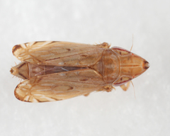 Flexamia clayi