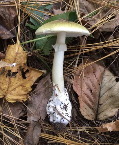 Amanita phalloides — no rights reserved