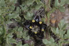 Jaborosa magellanica