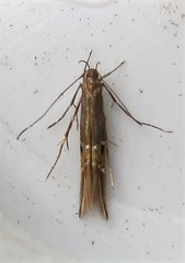 Cosmopterix fernaldella