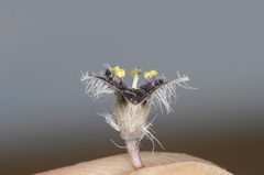 Jaborosa magellanica