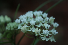 Asclepias angustifolia