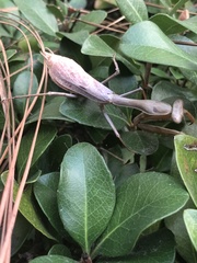 Stagmomantis limbata