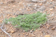 Jaborosa magellanica