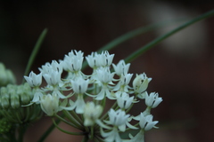 Asclepias angustifolia