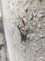 Stagmomantis limbata