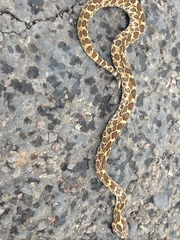 Crotalus polystictus