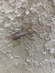Stagmomantis limbata