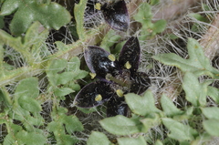 Jaborosa magellanica