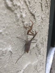 Stagmomantis limbata