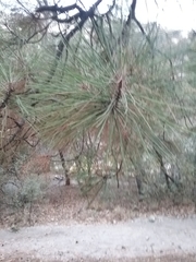 Pinus arizonica