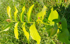 Polygonatum biflorum commutatum