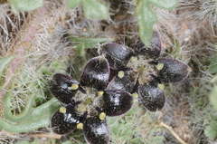 Jaborosa magellanica