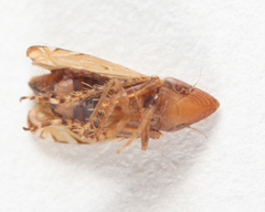 Flexamia clayi