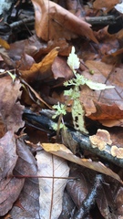 Urtica ferox