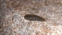 Geomalacus maculosus