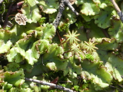 Marchantia polymorpha montivagans