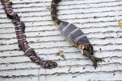 Lampropeltis annulata