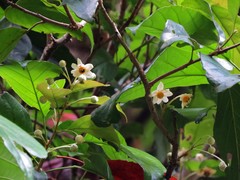 Sloanea langii