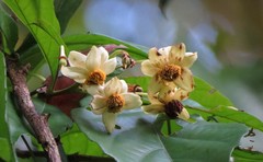 Sloanea langii