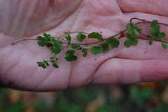 Veronica filiformis