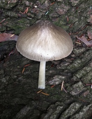 Pluteus punctatus