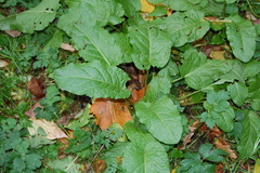 Rumex obtusifolius