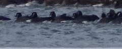 Branta hutchinsii